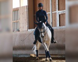 Dressurpferd Filomena W (Kleines deutsches Reitpferd, 2003, von Farouche Le Blanc)