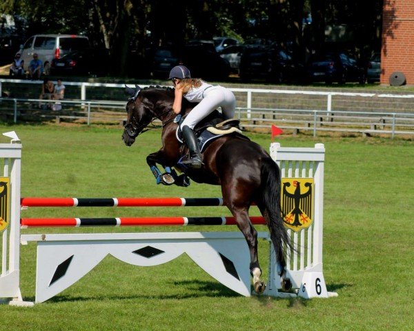 jumper Florida 133 (German Sport Horse, 2010, from Fly High)