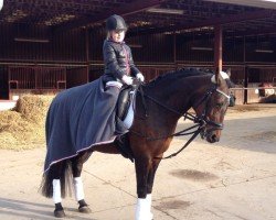 Dressurpferd Me Lady 5 (unbekannt, 2003)