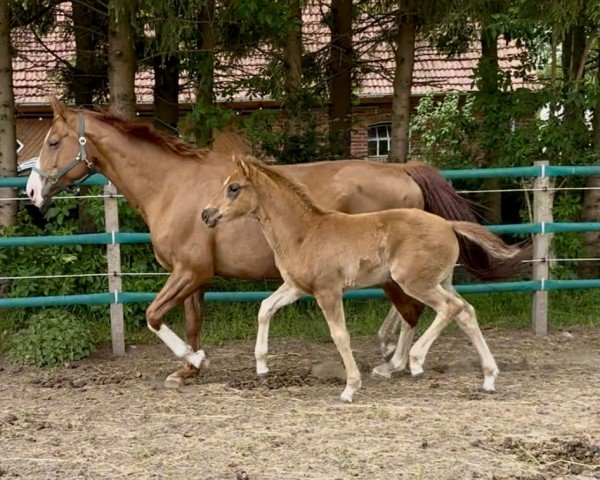 foal by Dori (Hanoverian, 2025, from Dynamic Dream)