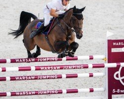 jumper Royale Tale (anglo european sporthorse, 2015, from Montreuxs Tale)