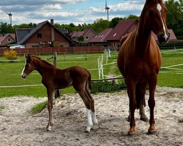 foal by Bibi (Hanoverian, 2025, from Bonds)