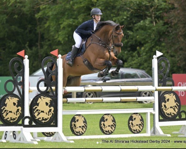 Springpferd CBI King (Irish Sport Horse, 2016, von Douglas)