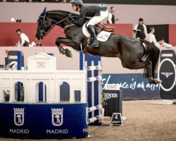 Springpferd Zy-Zento (KWPN (Niederländisches Warmblut), 2014, von Zento)