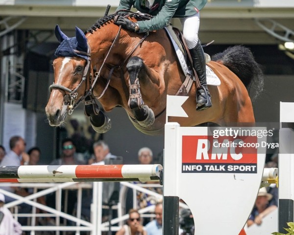 Springpferd Deesse de Coquerie (Selle Français, 2013, von Consul de la Vie Z)