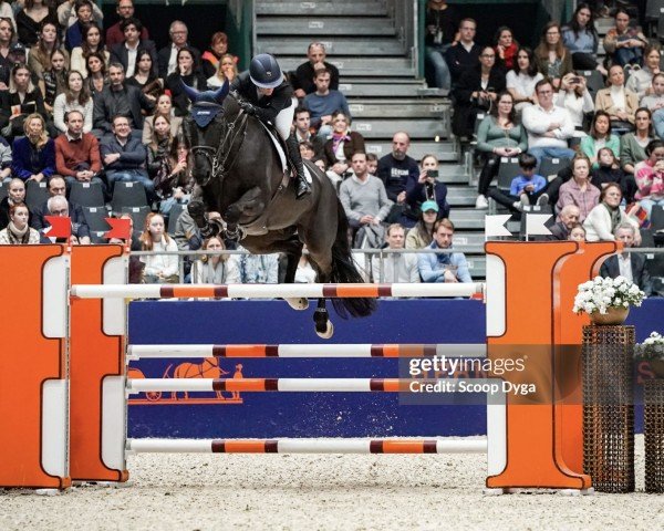 jumper Kendrick 4 (Oldenburg show jumper, 2014, from Kannan)