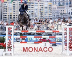 jumper Crescendo Vhl (anglo european sporthorse, 2015, from Connor 48)