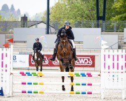 Springpferd Wonder Girl 18 (Oldenburger Springpferd, 2018, von Whitaker)