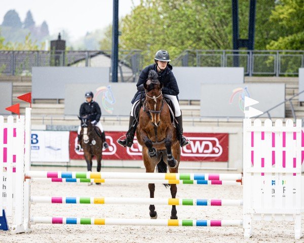 jumper Wonder Girl 18 (Oldenburg show jumper, 2018, from Whitaker)