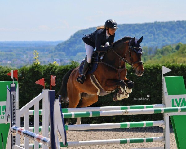 jumper Lord of Summer (KWPN (Royal Dutch Sporthorse), 2016, from Jaguar Mail)