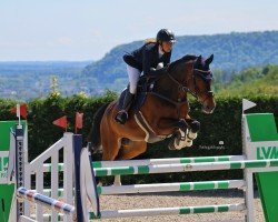 Springpferd Lord of Summer (KWPN (Niederländisches Warmblut), 2016, von Jaguar Mail)