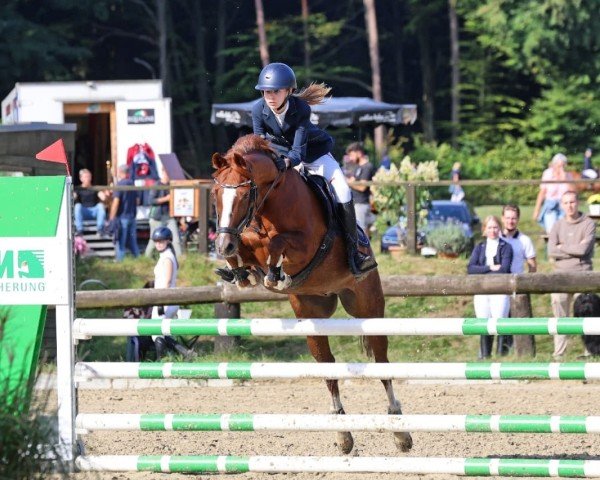dressage horse Li Fee (German Riding Pony, 2007, from Benetton S)