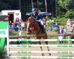 dressage horse Li Fee (German Riding Pony, 2007, from Benetton S)