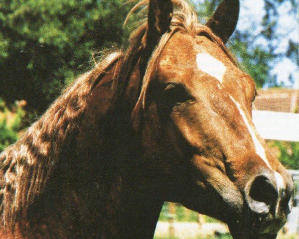 Pferd TL Tuff Time (Quarter Horse, 1994, von Scotch Bar Time)