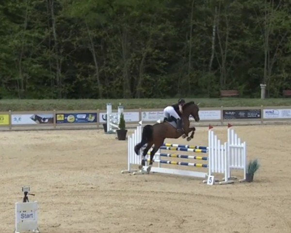 jumper Helieta 2 (KWPN (Royal Dutch Sporthorse), 2012, from Zambesi TN)
