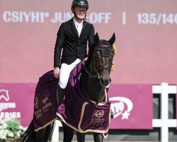 stallion Stargos VDL (Oldenburg show jumper, 2017, from Stakkato Gold)
