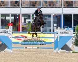 broodmare Madonna (KWPN (Royal Dutch Sporthorse), 2017, from Apardi)
