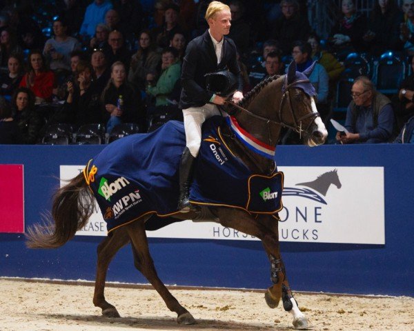 stallion New Pleasure VDL (Belgian Warmblood, 2018, from For Pleasure)