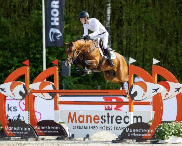stallion Night Life VDL (KWPN (Royal Dutch Sporthorse), 2018, from Erco van het Roosakker)