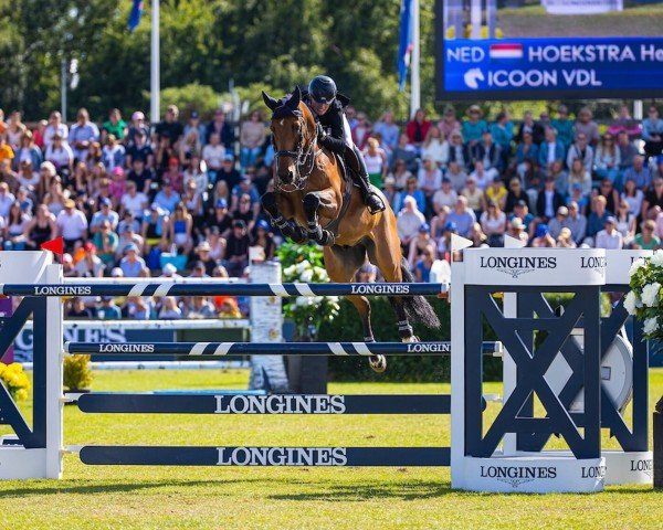 jumper Icoon VDL (KWPN (Royal Dutch Sporthorse), 2013, from Zirocco Blue)