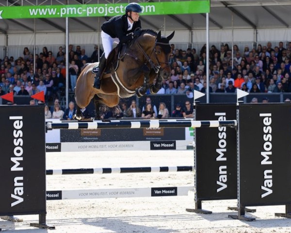 stallion Comthago VDL (Holsteiner, 2014, from Comme il Faut)
