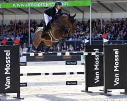 stallion Comthago VDL (Holsteiner, 2014, from Comme il Faut)