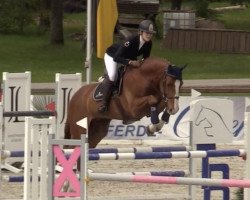 jumper Carlisle Blue (Oldenburg show jumper, 2008, from Chacco-Blue)