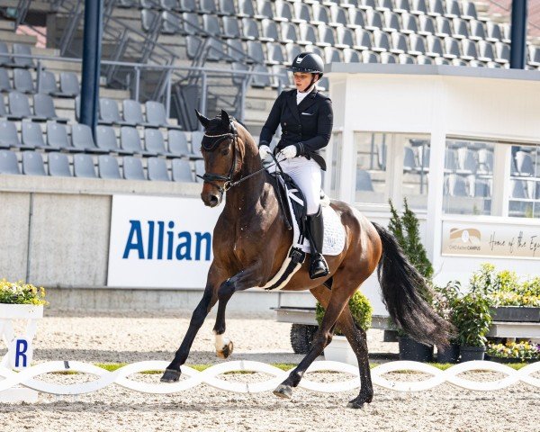 dressage horse Zambolino 3 (Hanoverian, 2020, from Zoom 8)