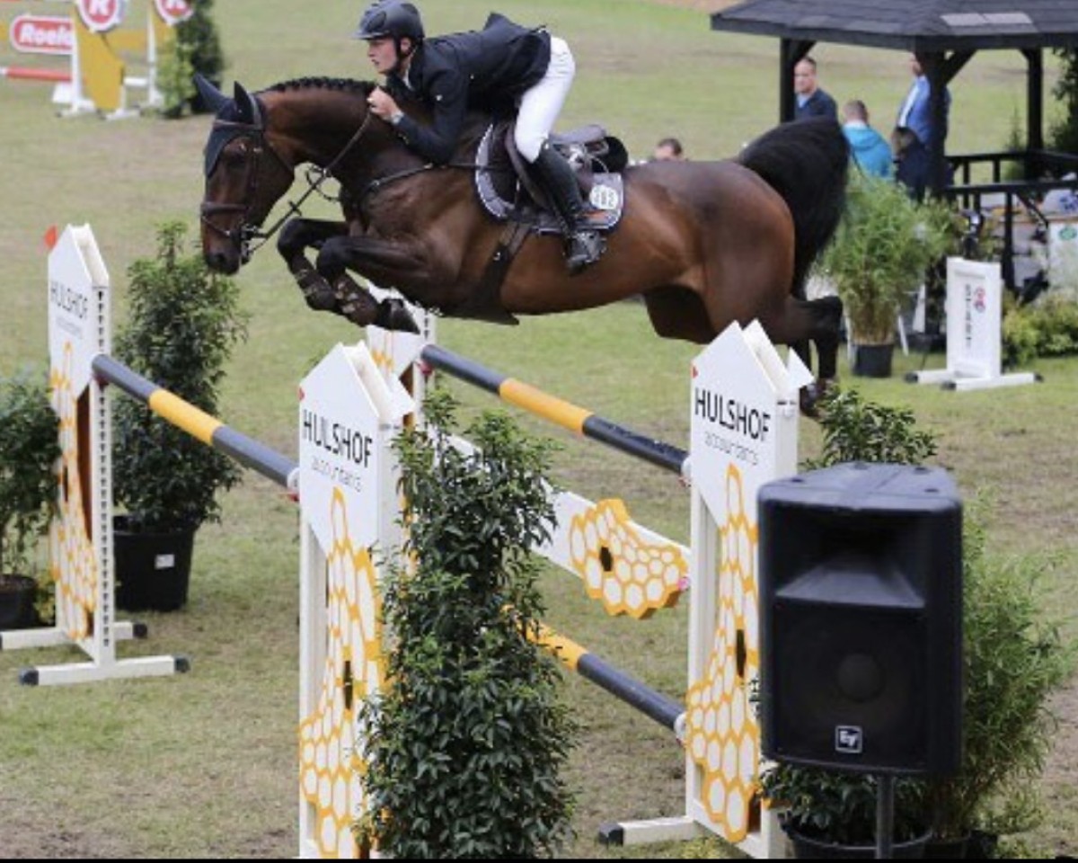 jumper F-Narcist (KWPN (Royal Dutch Sporthorse), 2010, from Napels)