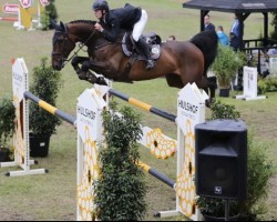jumper F-Narcist (KWPN (Royal Dutch Sporthorse), 2010, from Napels)