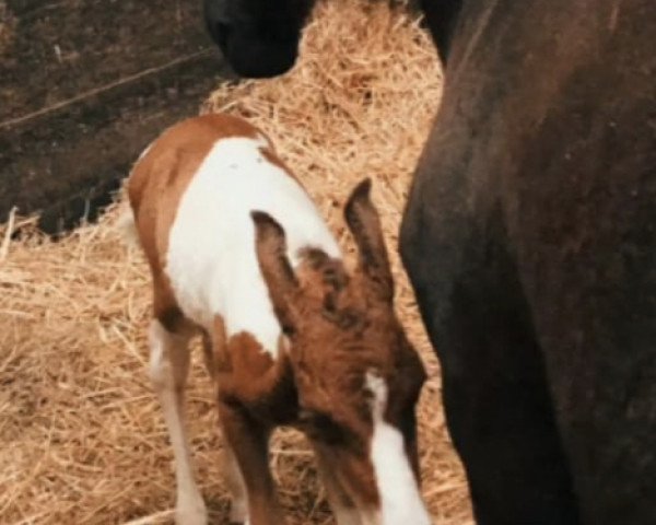 Zuchtstute Idun (Connemara-Pony, 2021)