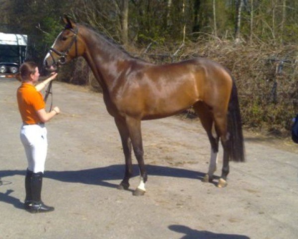 jumper Canturan (KWPN (Royal Dutch Sporthorse), 2007, from Canturo)