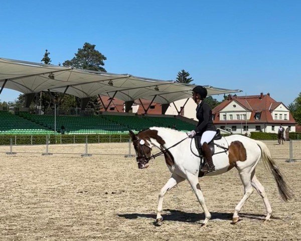 horse Galaxy RZ (Trakehner, 2021, from Zauberreigen)