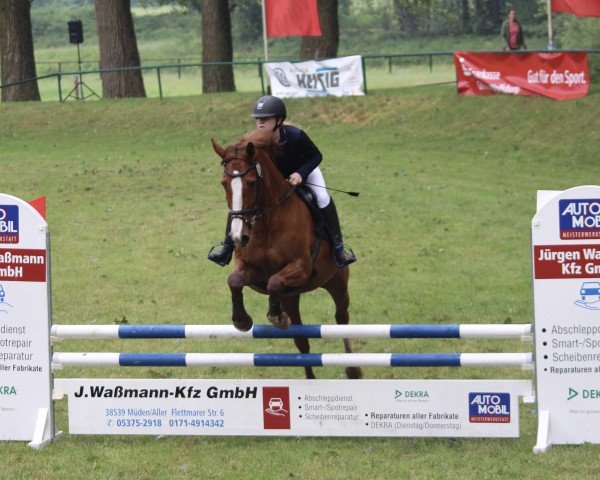 jumper Early Morning (Hanoverian, 2004, from Earl)