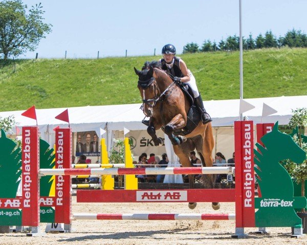 dressage horse Skyfall B (Irish Sport Horse, 2009, from Radolin)