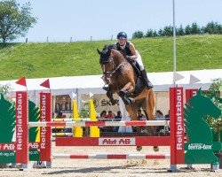 Dressurpferd Skyfall B (Irish Sport Horse, 2009, von Radolin)