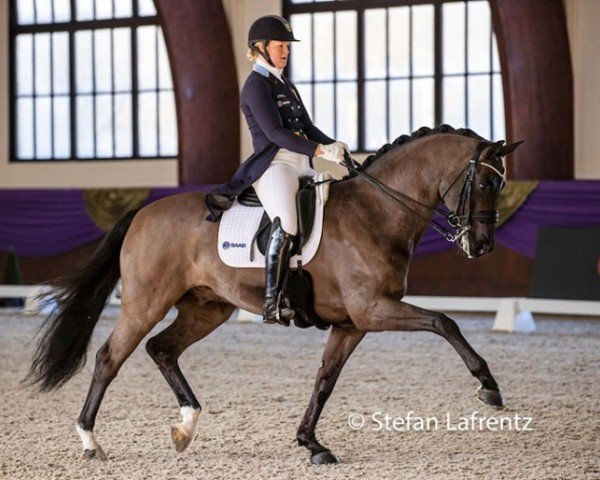 dressage horse Dedale de Hus (Oldenburg, 2012, from Don Juan de Hus)