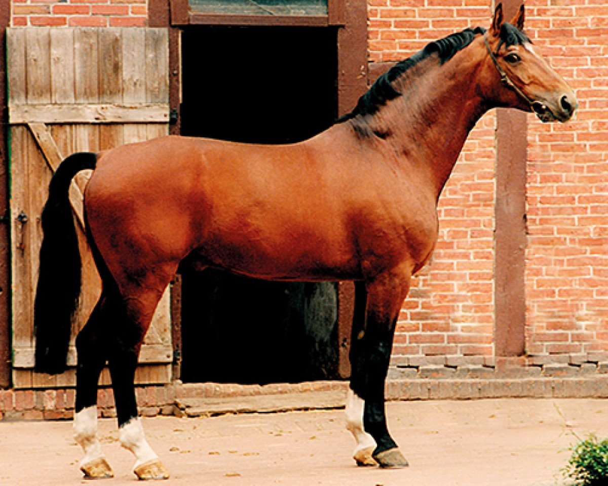 Deckhengst Argentinus (Hannoveraner, 1980, von Argentan I)