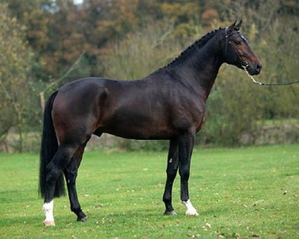 stallion Valdez (KWPN (Royal Dutch Sporthorse), 2002, from Houston)