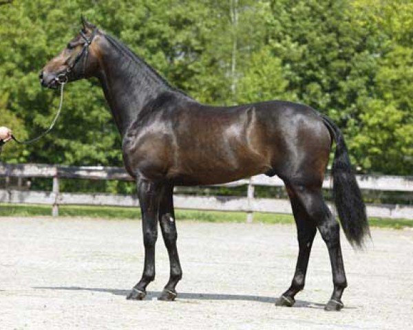 Deckhengst Turbo Magic (KWPN (Niederländisches Warmblut), 2000, von Cabochon)