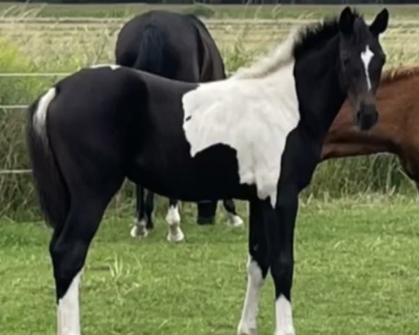 jumper OH la la (German Sport Horse, 2023, from Obi - Wan)