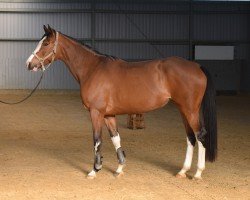 jumper Mabel Creek Lilly (Holsteiner, 2020, from Million Dollar)