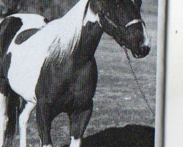 Pferd Bar Bee San Cita (Paint Horse, 1997, von Leo San Cita)