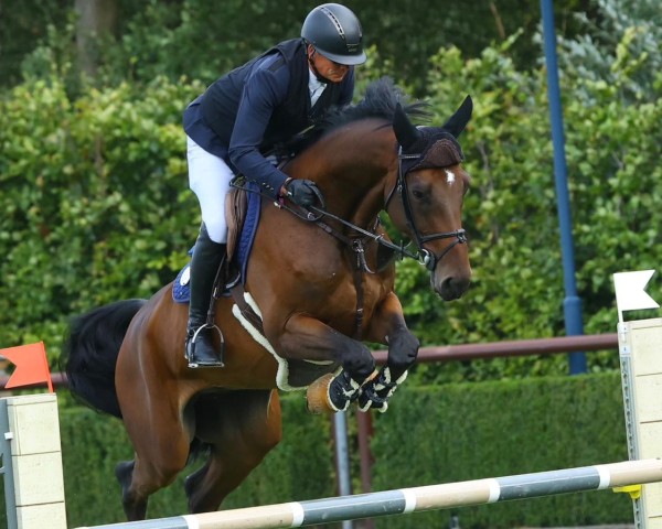 jumper Coco Loco Cth (Westphalian, 2019, from Contendrix)