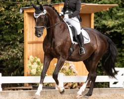 horse Route sixty-six 3 (Hanoverian, 2016, from Rotspon)