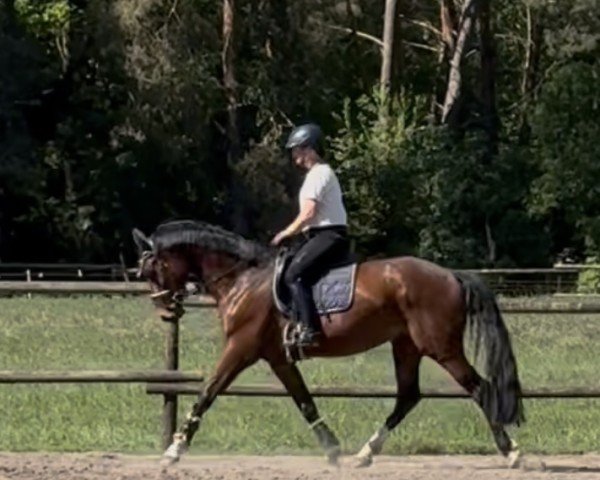 dressage horse Zampano RV (Oldenburg, 2021, from Zenon)