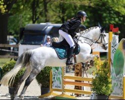 dressage horse New Dawn Blossom (Connemara Pony, 2016)