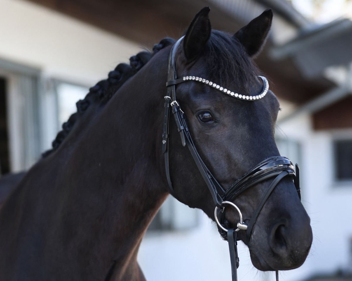 horse Smiling Sam (Oldenburg, 2020, from Secret)