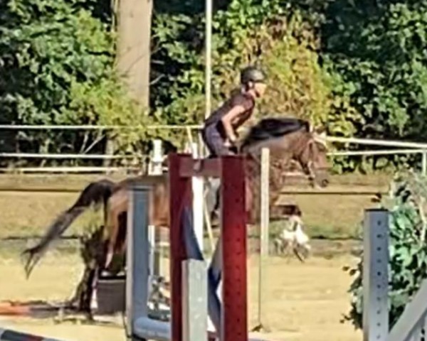 dressage horse Fanny (German Riding Pony,  )