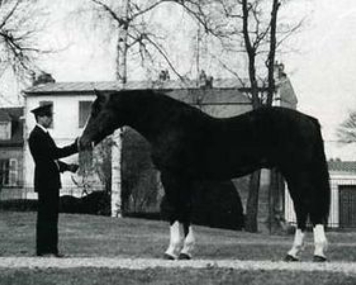 stallion Husaby (Selle Français, 1976, from Cold Slipper xx)